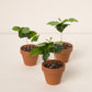 Coffea arabica baby #slowplant