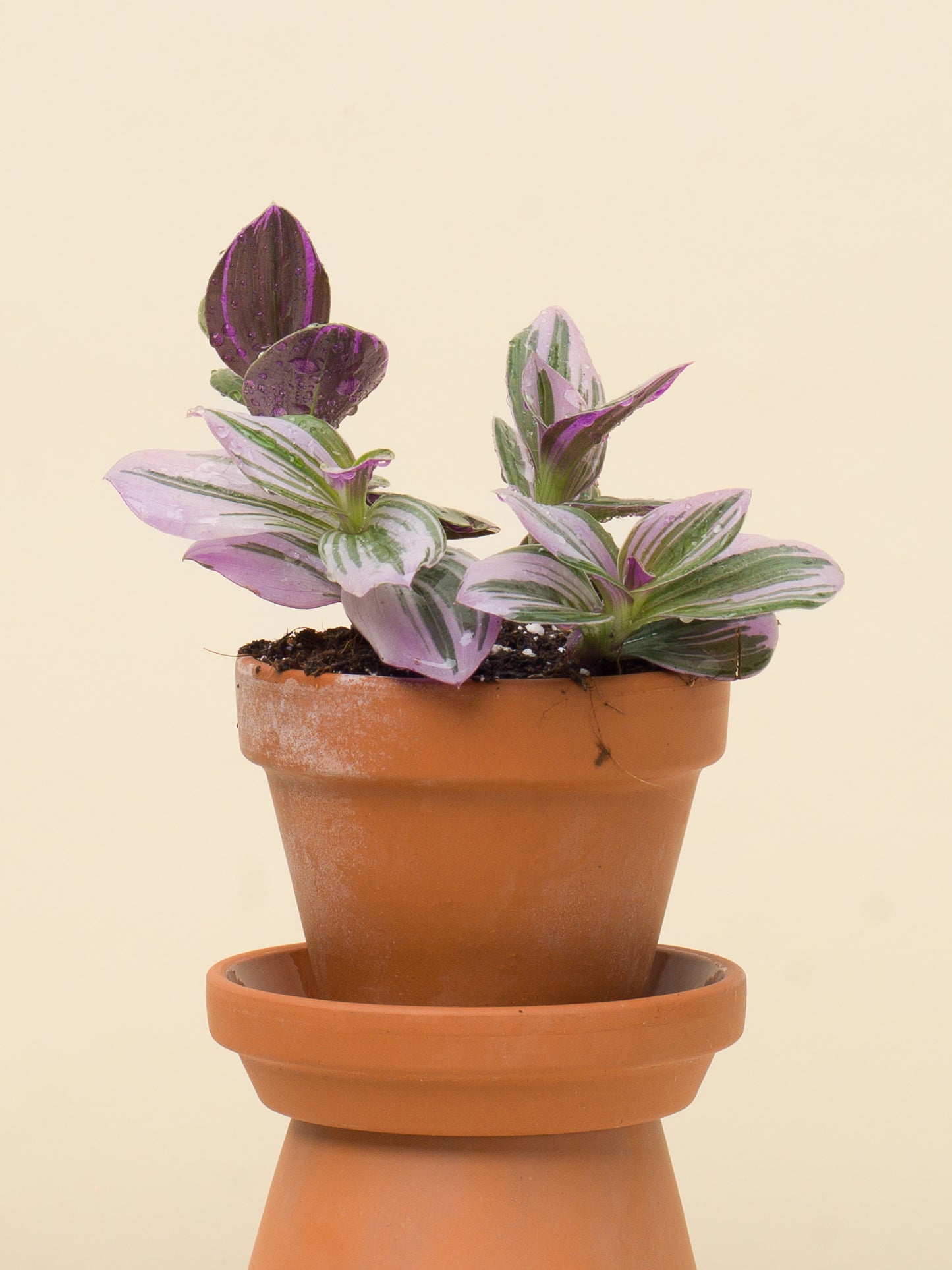 Tradescantia nanouk