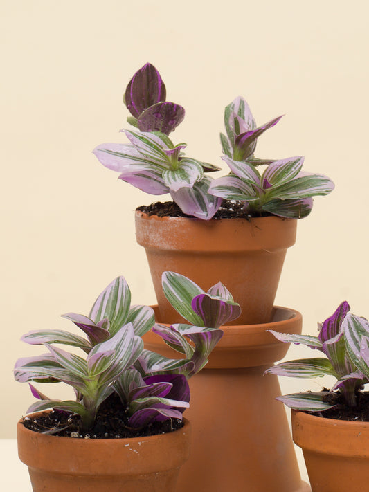 Tradescantia nanouk