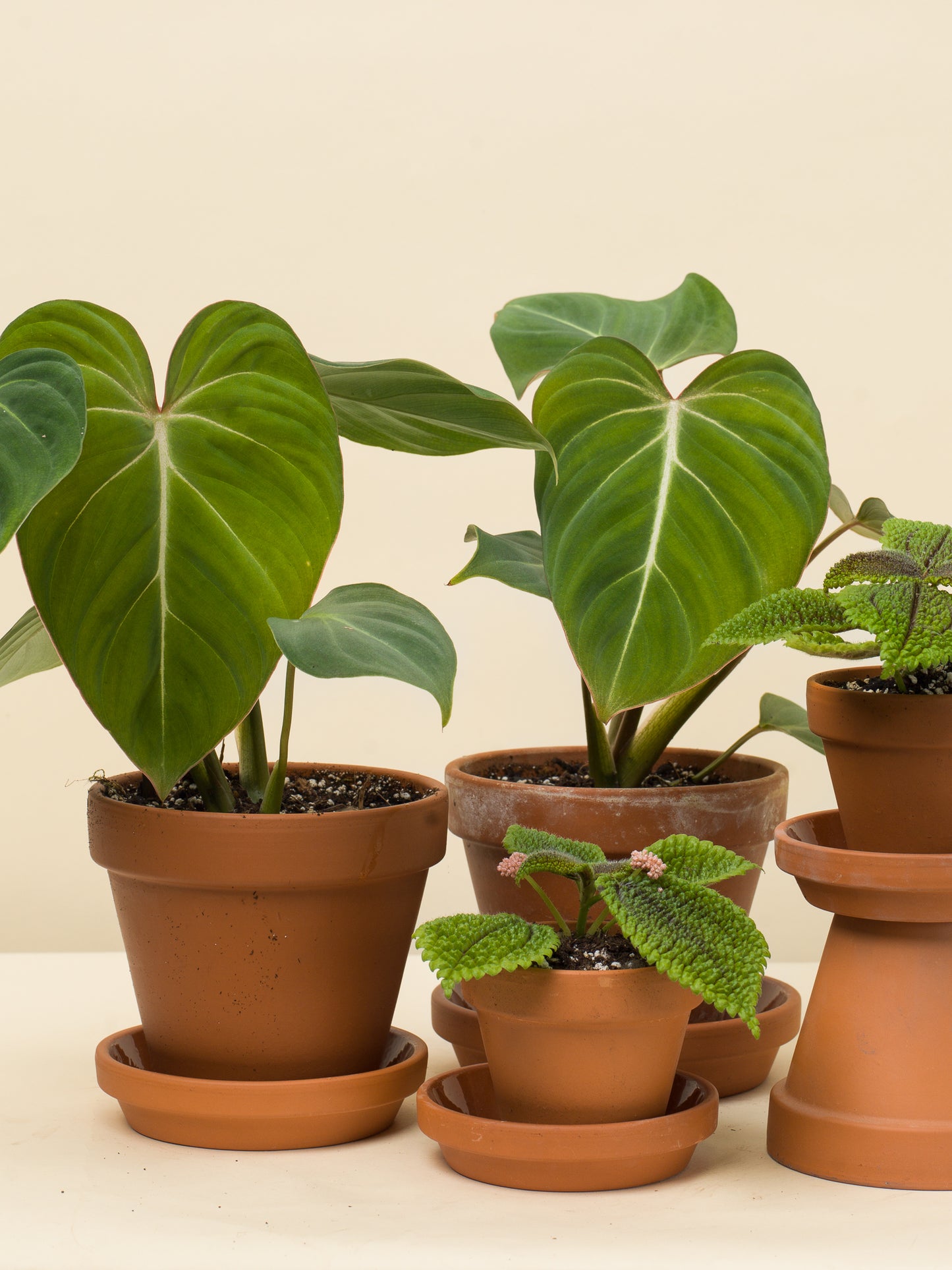 Pilea mollis Moon Valley