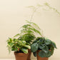 Peperomia obtusifolia variegata