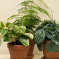Peperomia obtusifolia variegata