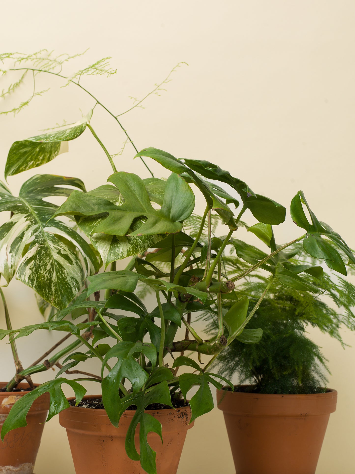 Rhaphidophora tetrasperma