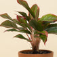 Aglaonema Crete