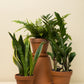Sansevieria trifasciata Futura Suberba
