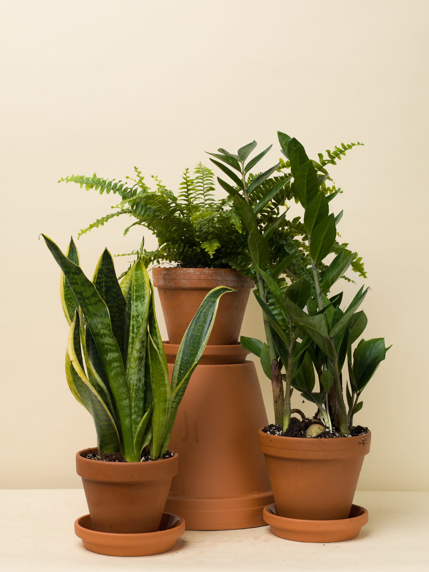 Sansevieria trifasciata Futura Suberba