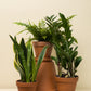 Nephrolepis exaltata