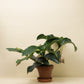 Medinilla magnifica