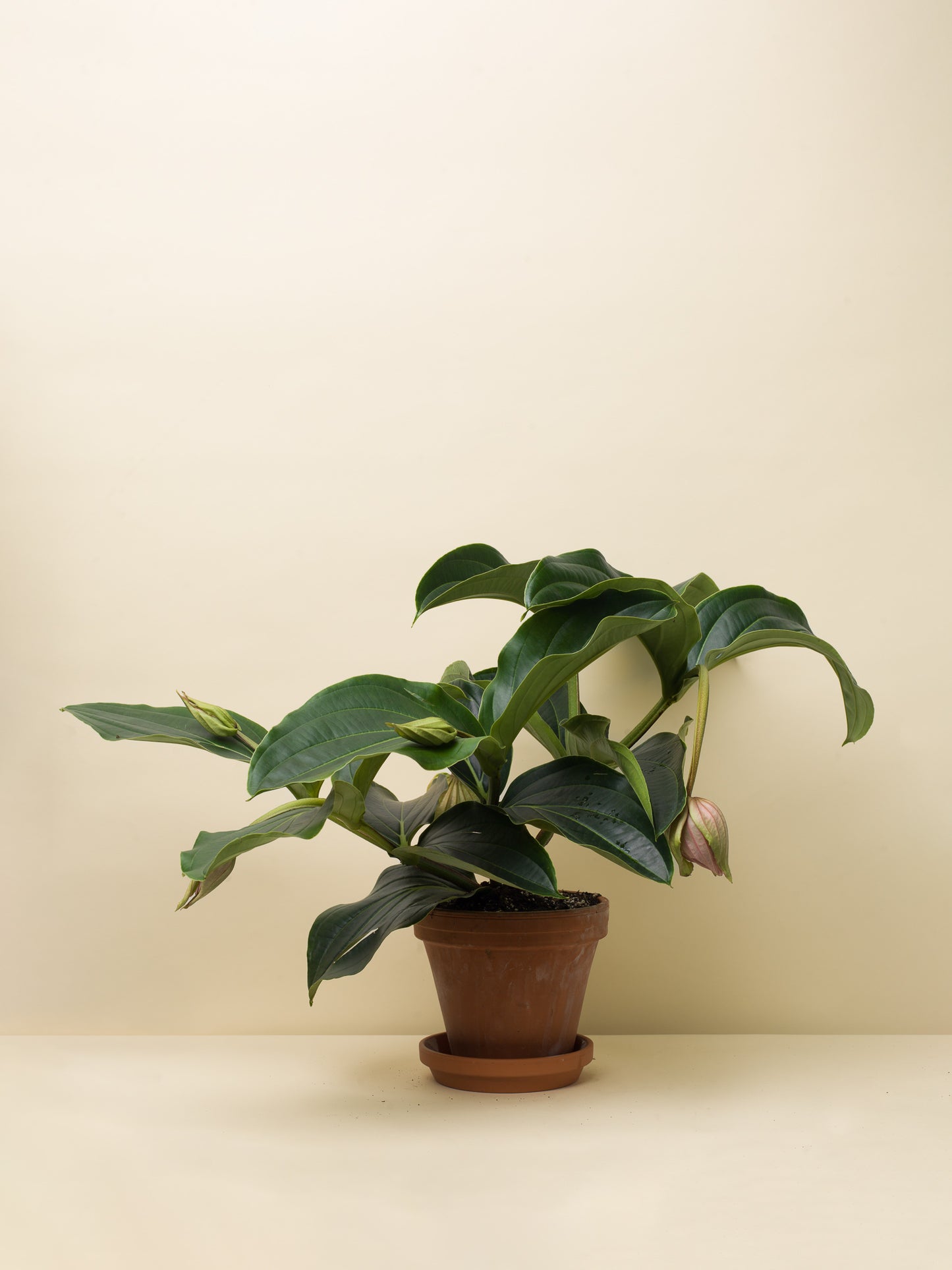 Medinilla magnifica