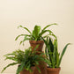 Sansevieria trifasciata Futura Suberba