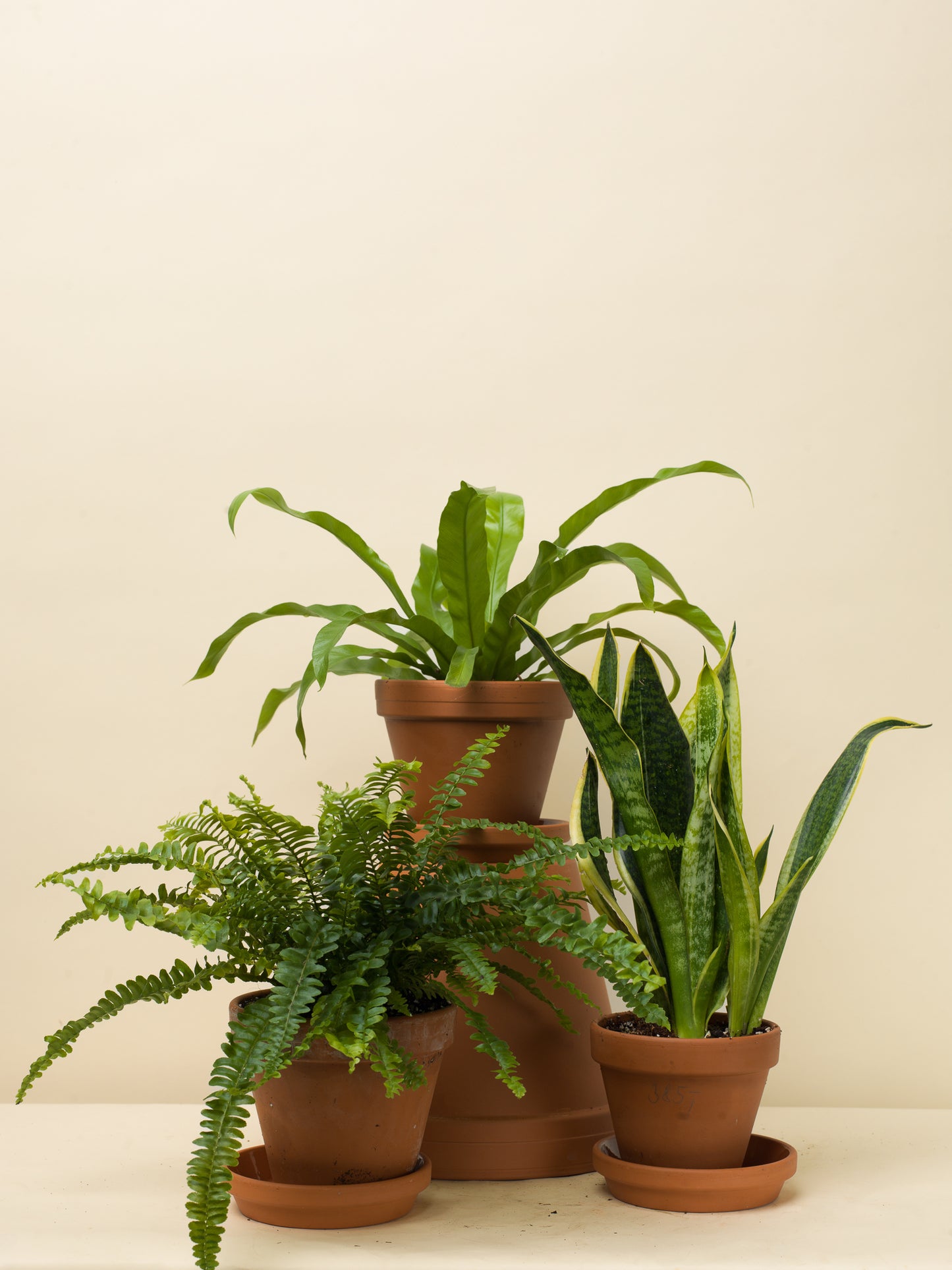 Sansevieria trifasciata Futura Suberba