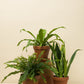 Nephrolepis exaltata