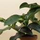 Medinilla magnifica