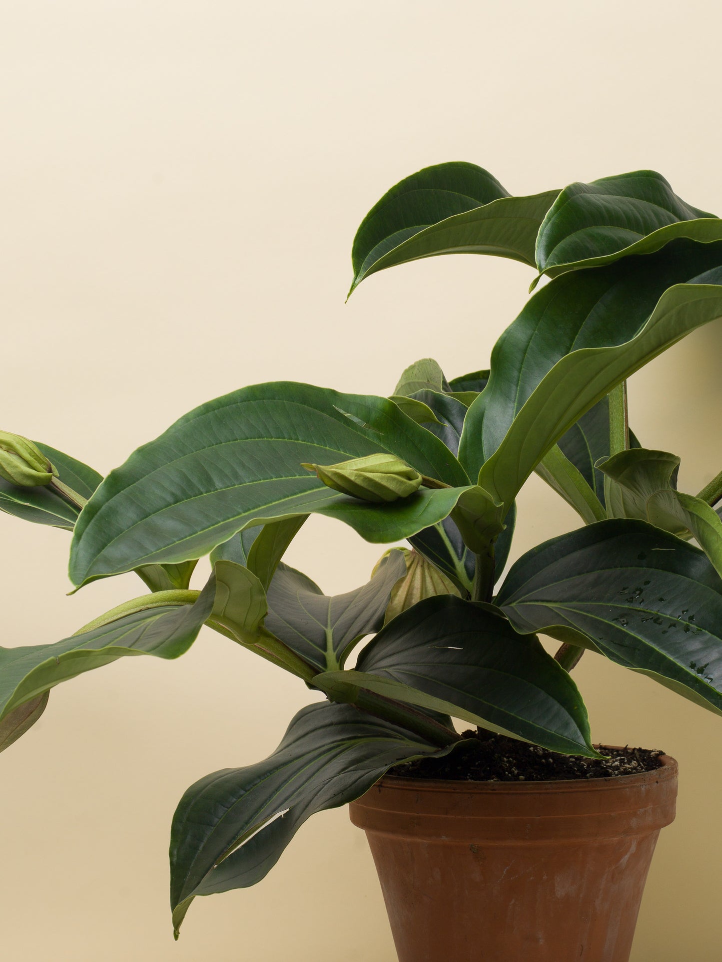 Medinilla magnifica