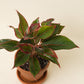 Aglaonema Crete