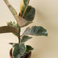 Ficus elastica Tineke