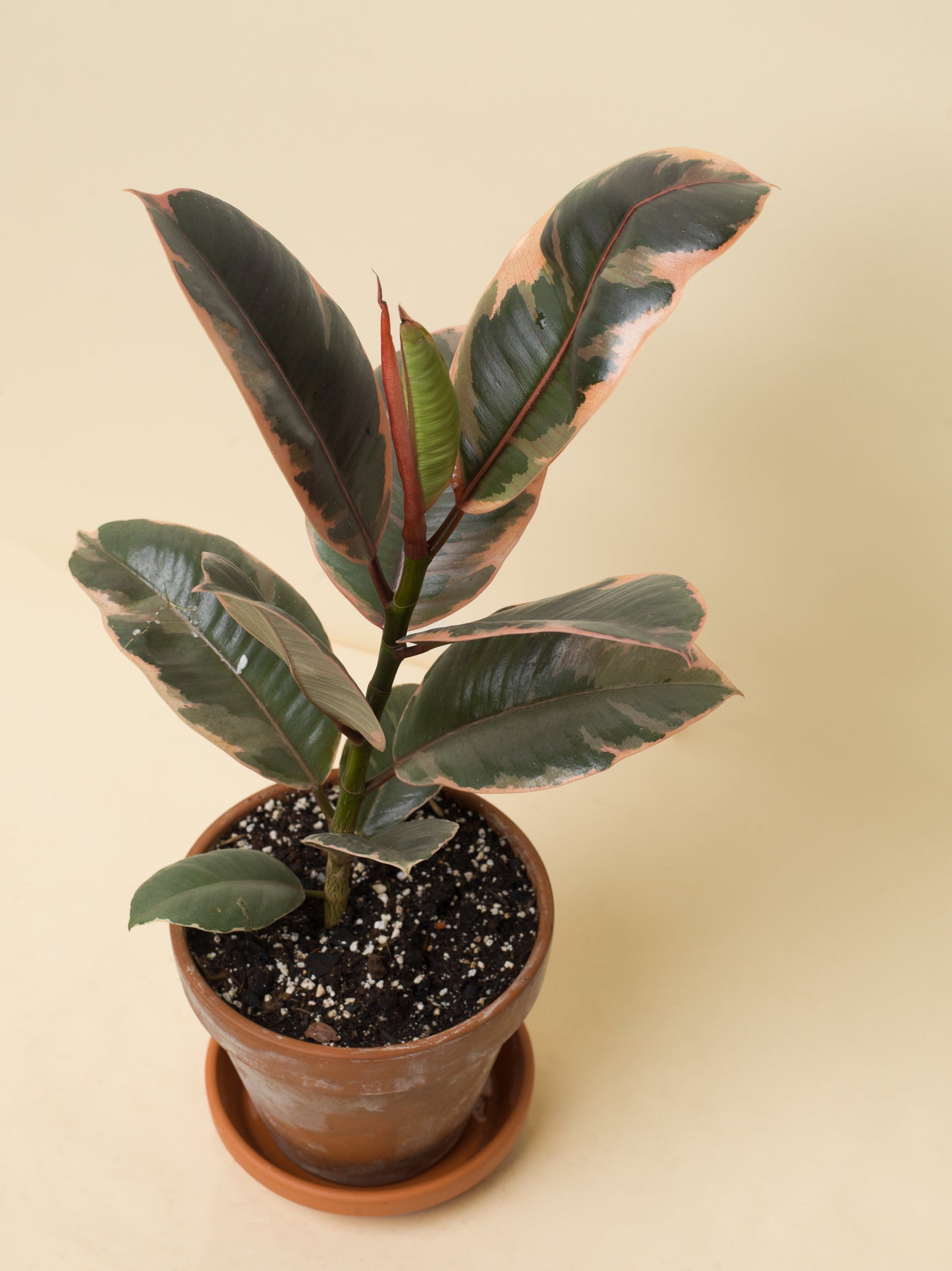 Ficus elastica Belize