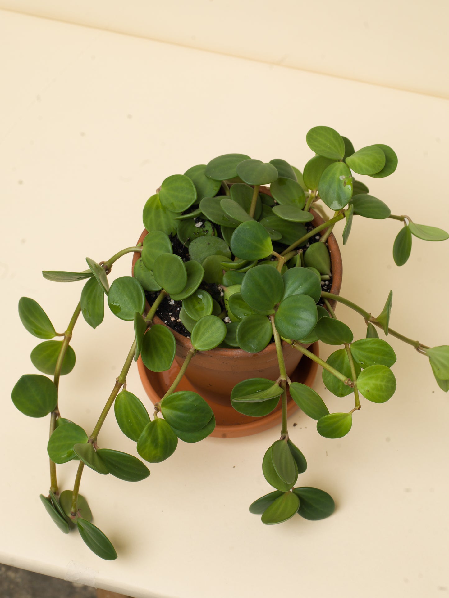 Peperomia tetraphylla Hope