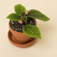 Pilea mollis Moon Valley