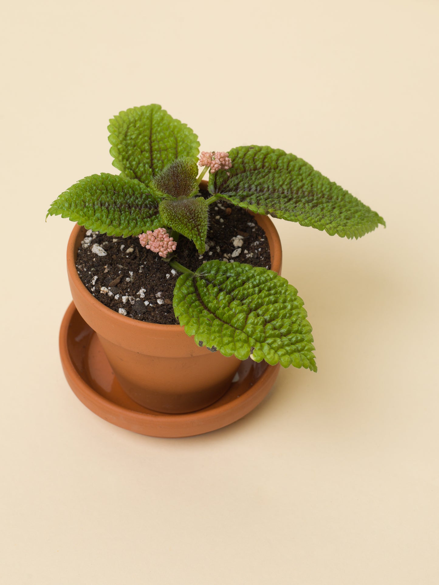 Pilea mollis Moon Valley