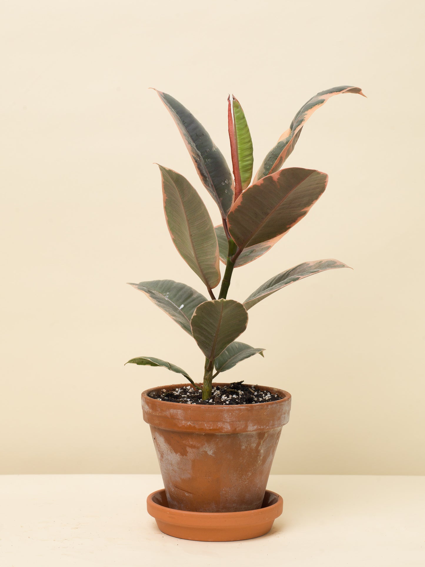 Ficus elastica Belize