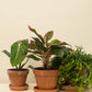 Aglaonema Crete
