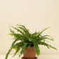 Nephrolepis exaltata