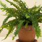 Nephrolepis exaltata