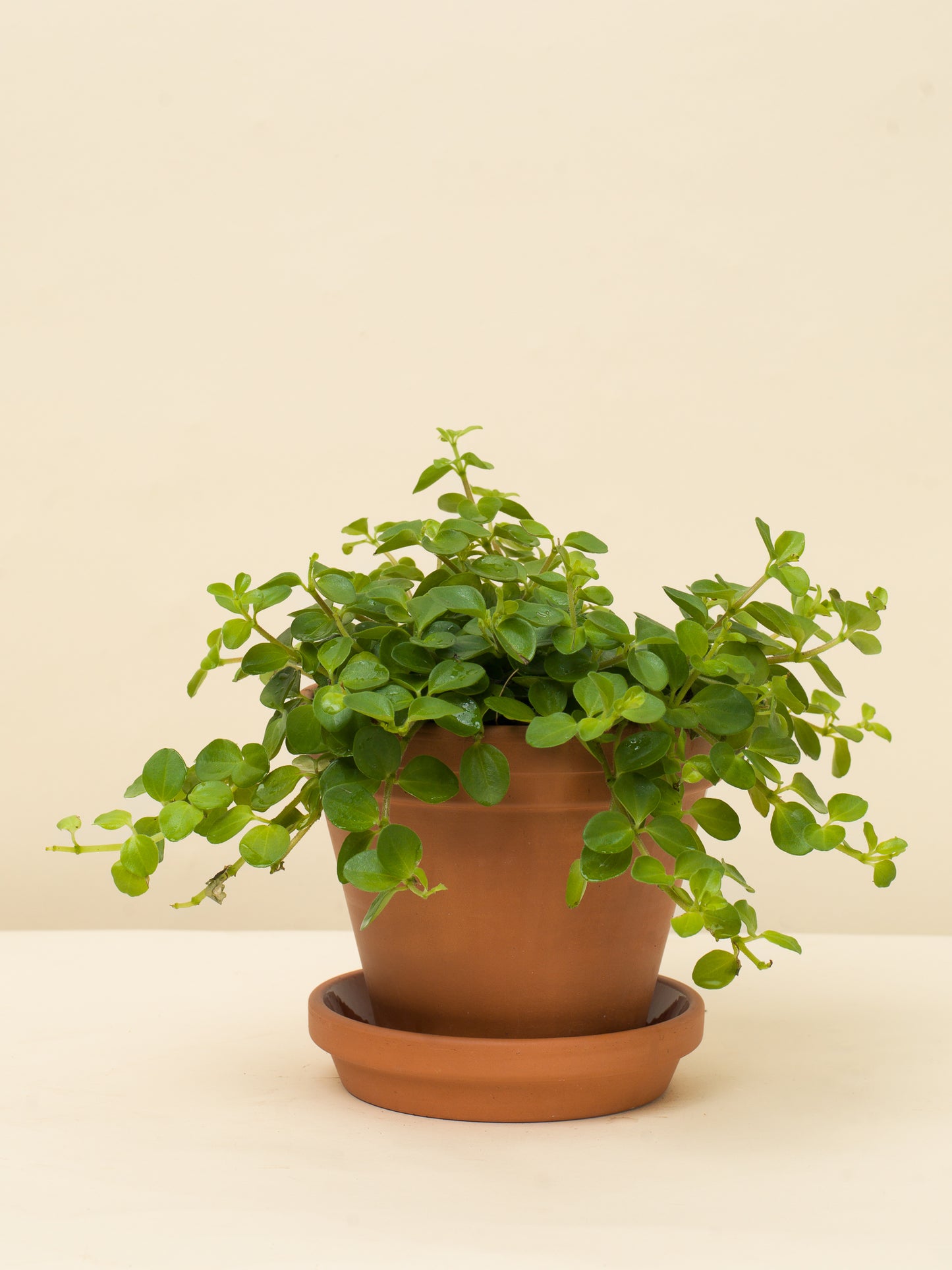 Peperomia rotundifolia