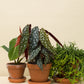 Begonia maculata wightii