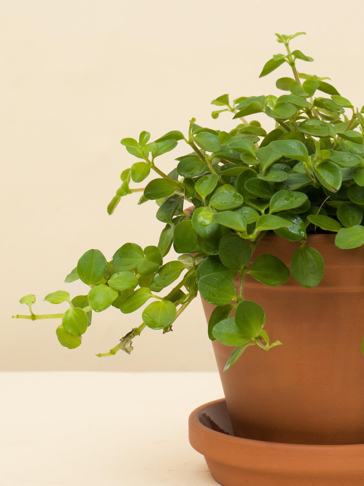 Peperomia rotundifolia