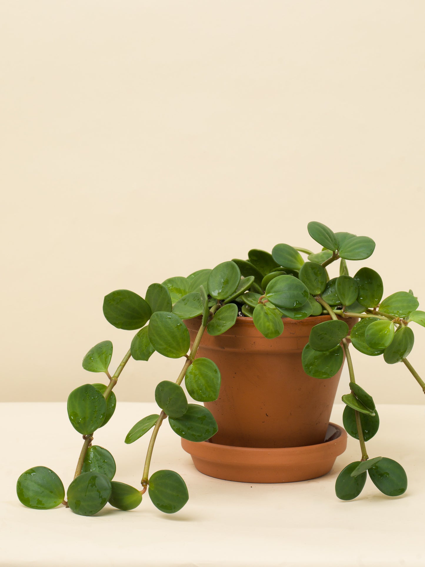 Peperomia tetraphylla Hope