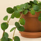 Peperomia tetraphylla Hope
