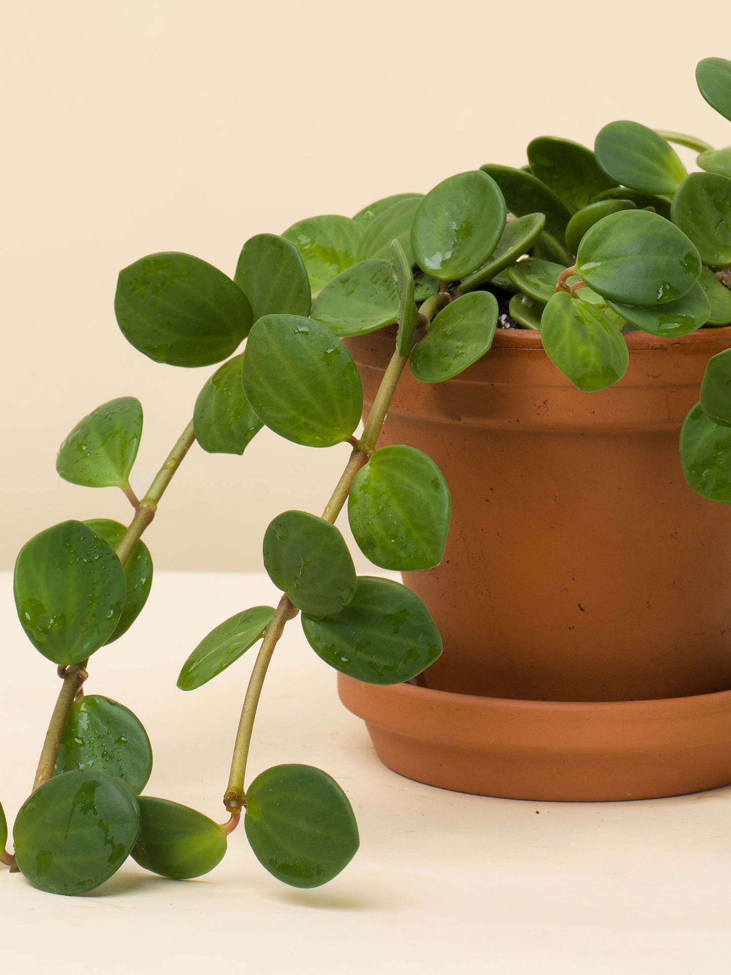 Peperomia tetraphylla Hope