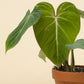 Philodendron gloriosum