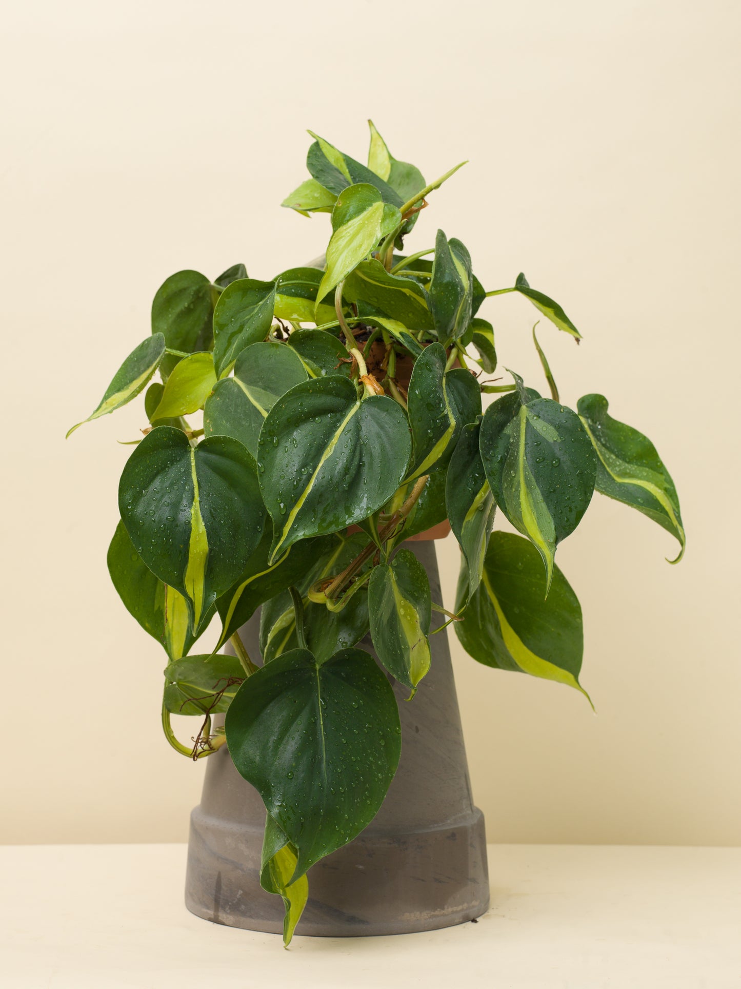 Philodendron scandens Brasil