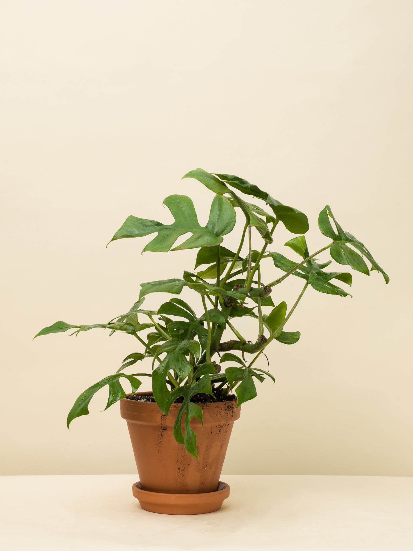 Rhaphidophora tetrasperma