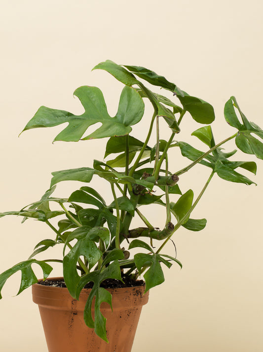 Rhaphidophora tetrasperma