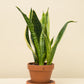 Sansevieria trifasciata Futura Suberba