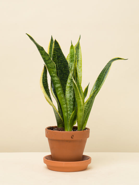 Sansevieria trifasciata Futura Suberba