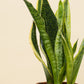 Sansevieria trifasciata Futura Suberba