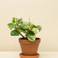 Peperomia obtusifolia variegata