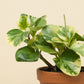 Peperomia obtusifolia variegata
