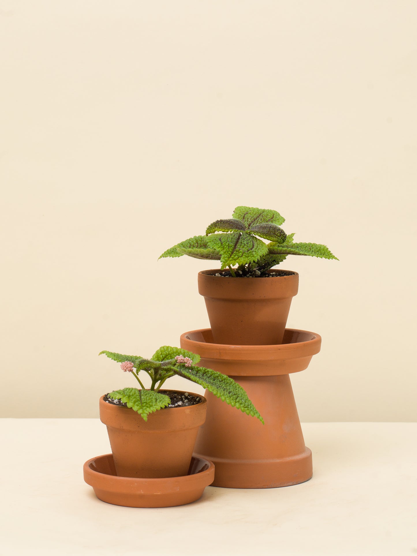 Pilea mollis Moon Valley