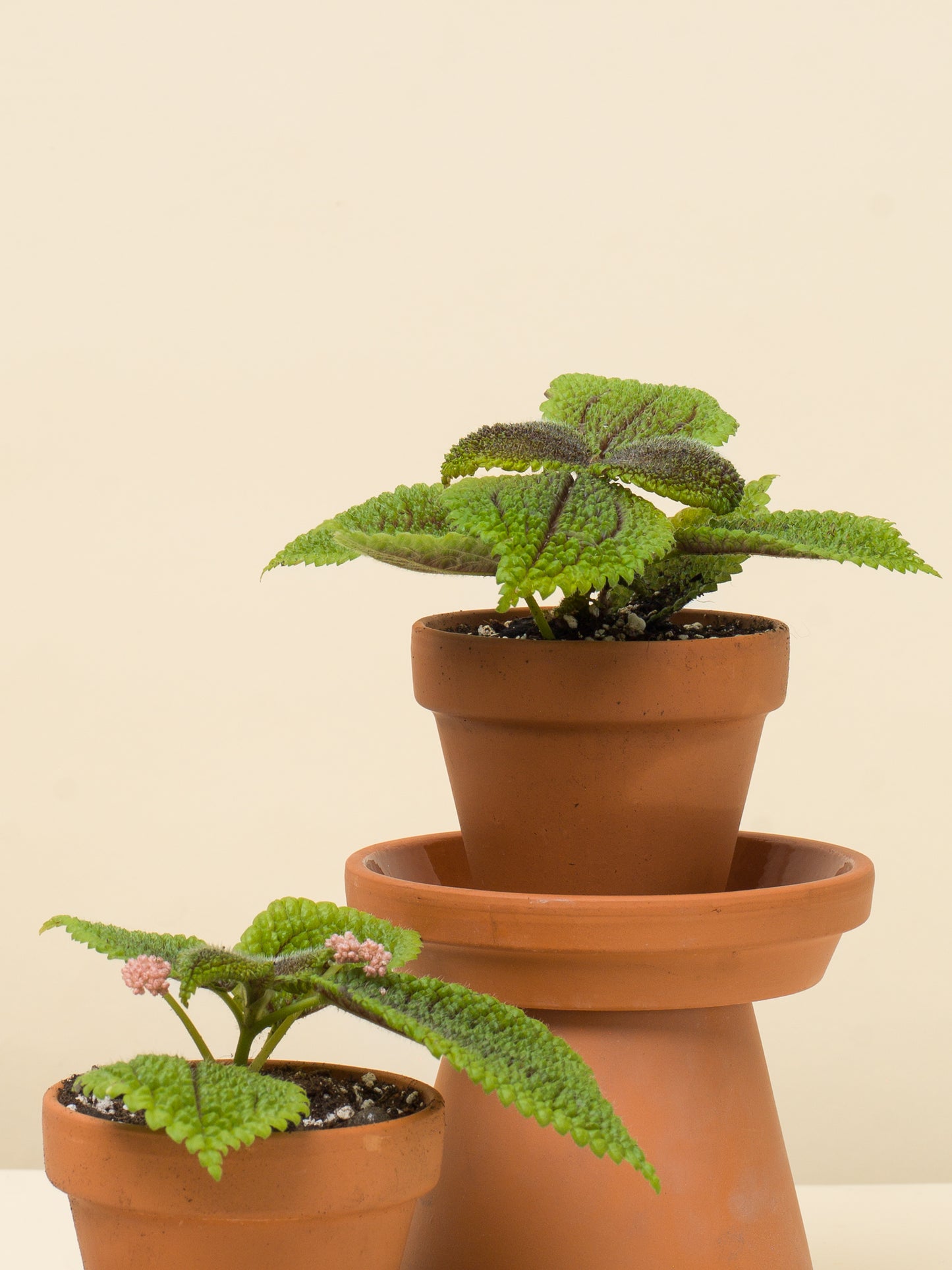 Pilea mollis Moon Valley